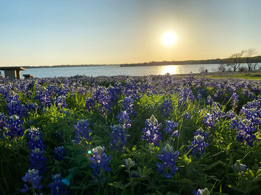 Ennis Bluebonnet Trails