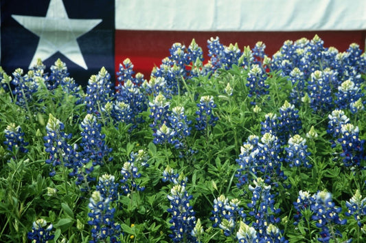Culinary Delights: A Foodie's Guide to Texas Bluebonnet Festivals - Cate's Concepts, LLC